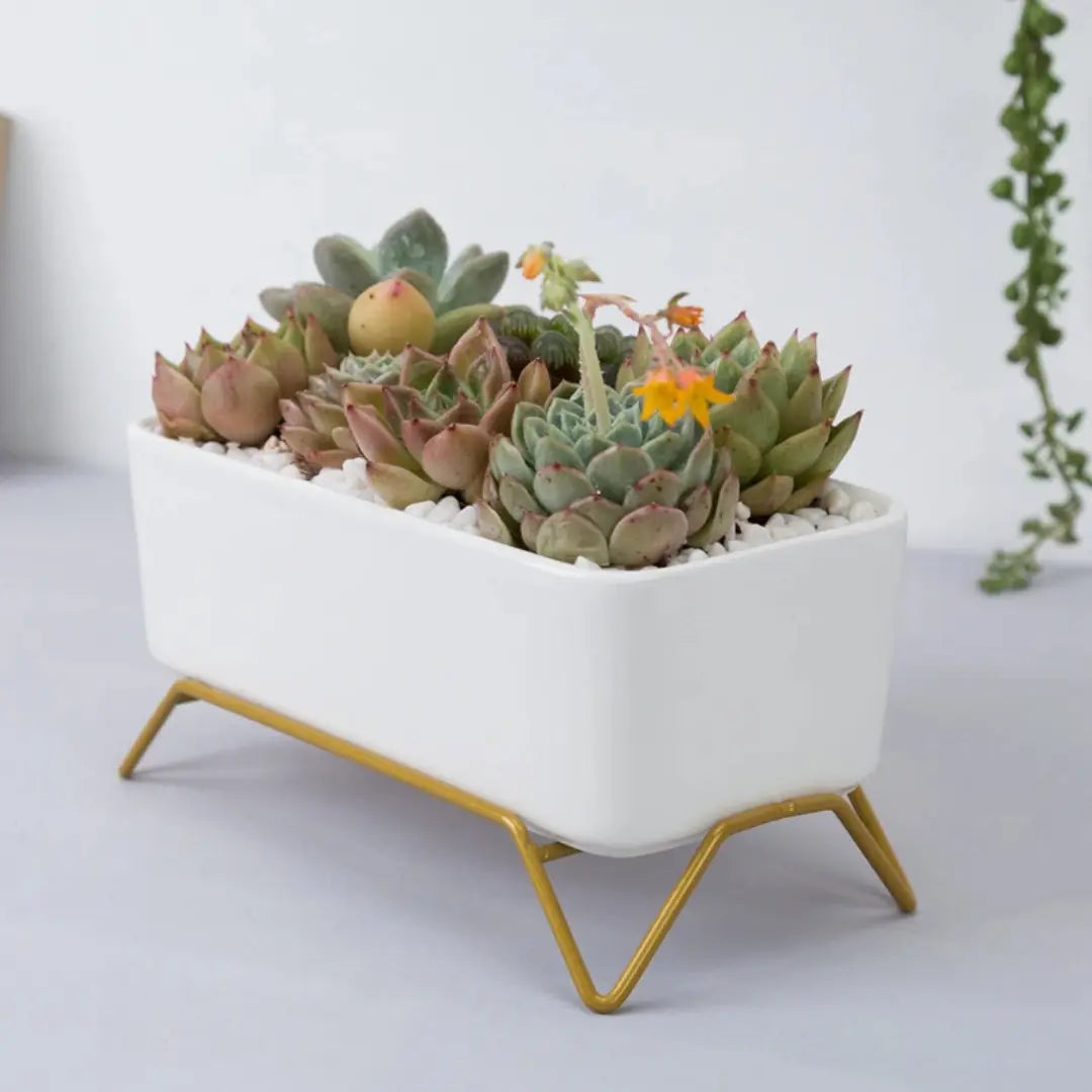 Small White Ceramic Succulent Planter with Gold Metal Stand