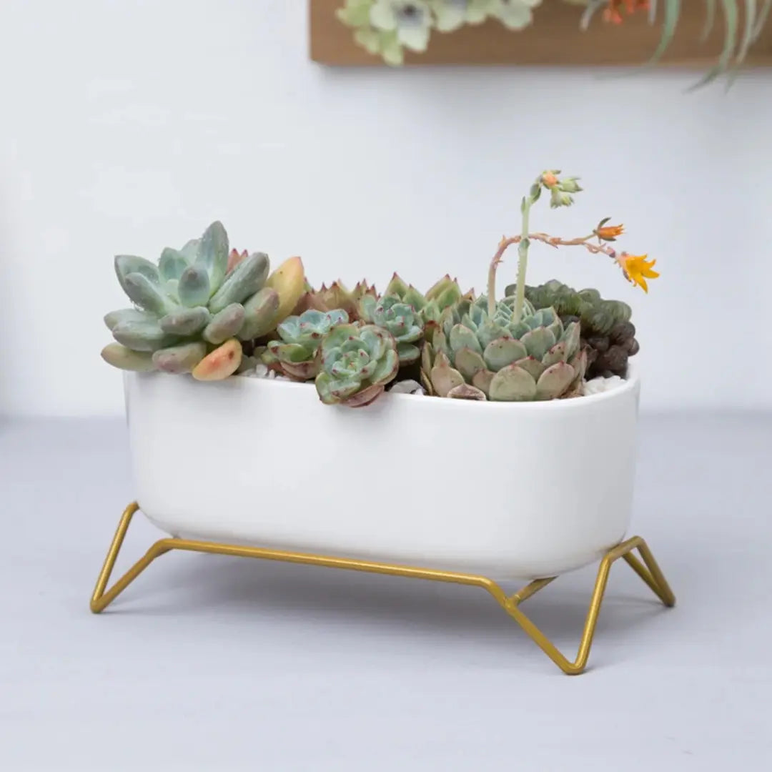 Small White Ceramic Succulent Planter with Gold Metal Stand