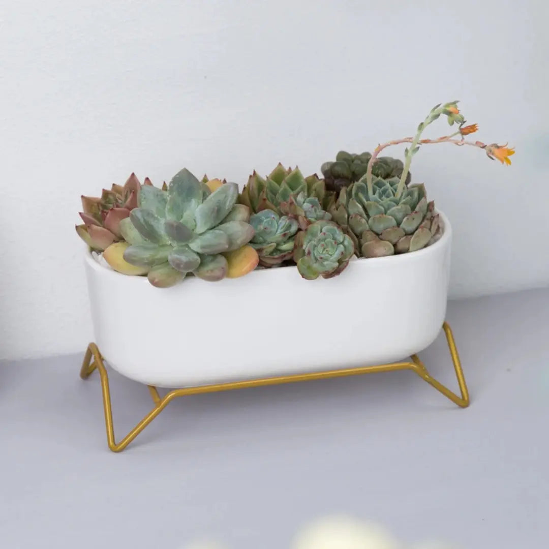Small White Ceramic Succulent Planter with Gold Metal Stand