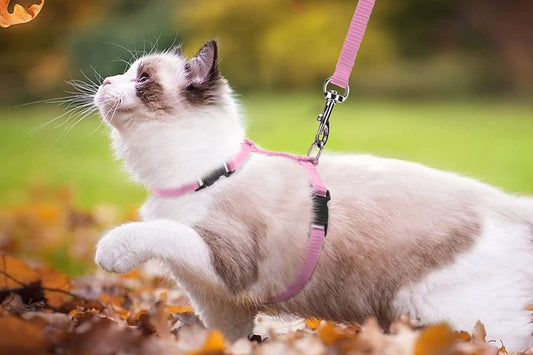 Tips before taking your cat for a walk