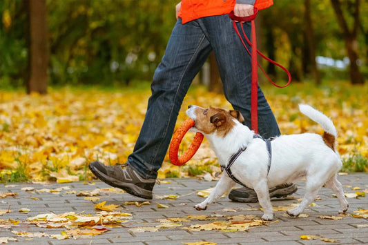 Fun Outdoor and Indoor Activities for your Dog