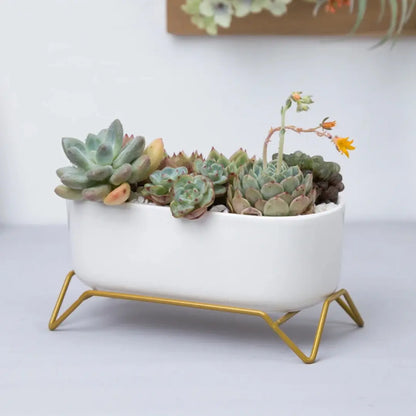 Small White Ceramic Succulent Planter with Gold Metal Stand